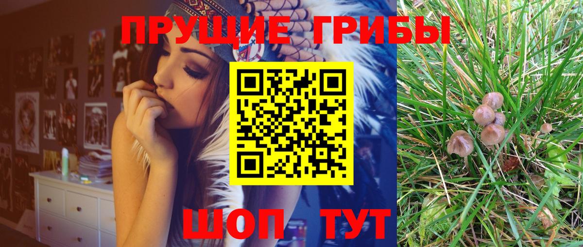 Псилоцибиновые грибы Cubensis  Верхняя Пышма 